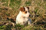 JACK RUSSEL 364